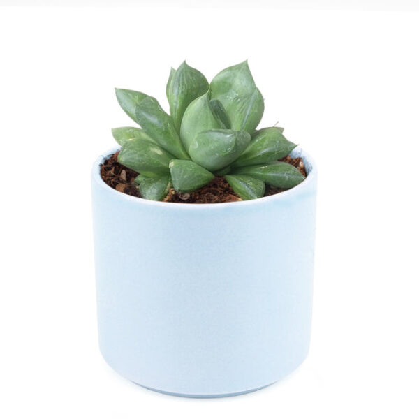 Haworthia Cuspidata Succulent - Image 9