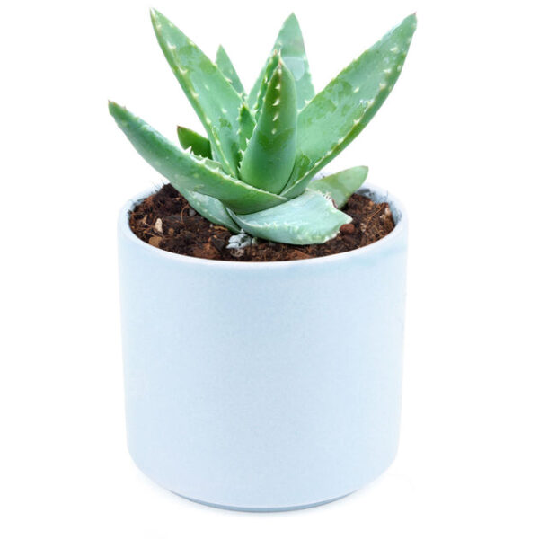 Aloe Brevifolia Short-leaved Aloe - Image 7