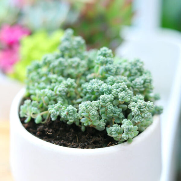 Sedum Minor Succulent - Image 3