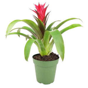 Guzmania hybrid Red