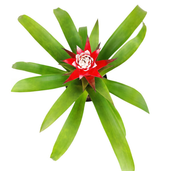Guzmania hybrid Red - Image 4