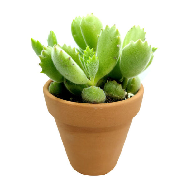 Cotyledon Tomentosa Bear Paw - Image 5