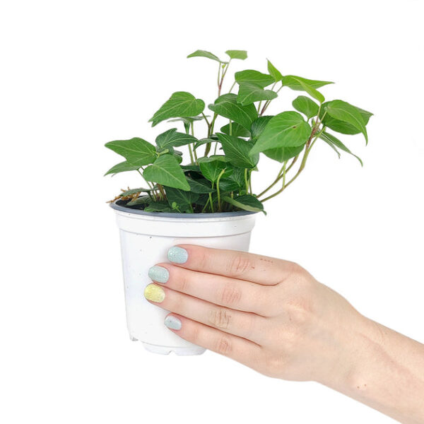 Green Ivy Plant - Image 4