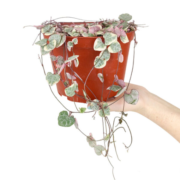 6" String Of Hearts Ceropegia Woodii - Image 5