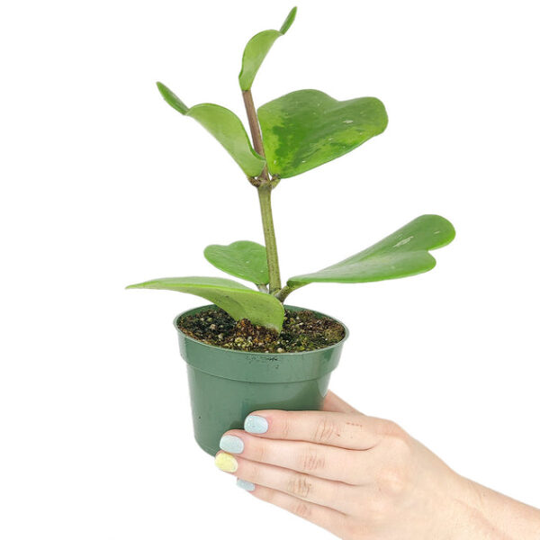 Trailing Hoya Kerrii Heart (At least 3+ leaves) - Image 5