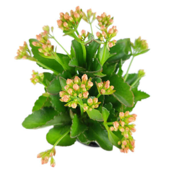 Kalanchoe blossfeldiana 'Calandiva Orange' - Image 4