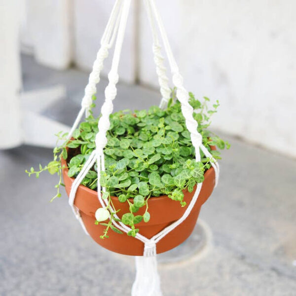 String Of Turtles - Image 6