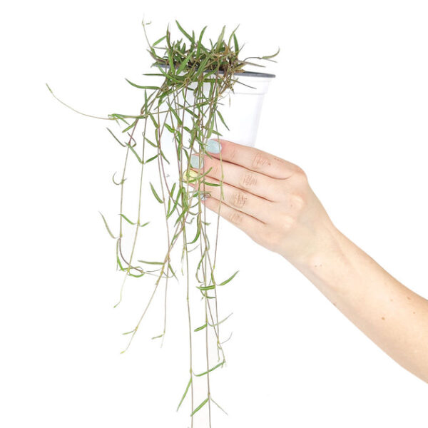 Ceropegia Linearis String of Needles - Image 2