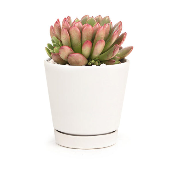 4 inch White Minimalist Pot with Saucer - Image 6