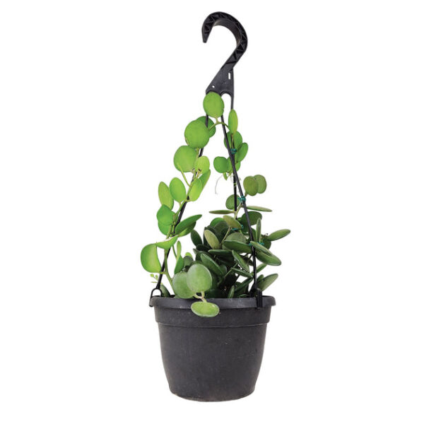 Xerosicyos danguyi (Silver Dollar Vine) - Image 5
