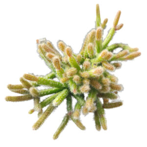 Mini Rat's Tail Cactus