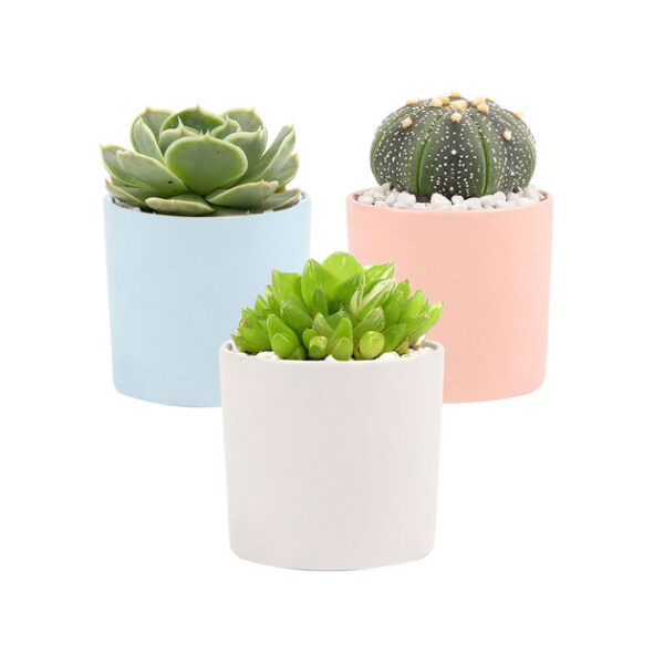 3 Pack Modern Cylinder Pots - Image 7