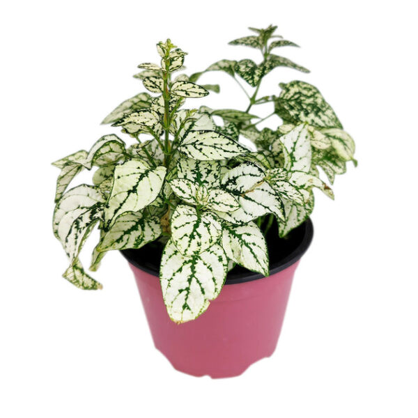 Hypoestes Phyllostachya White Splash - Image 7