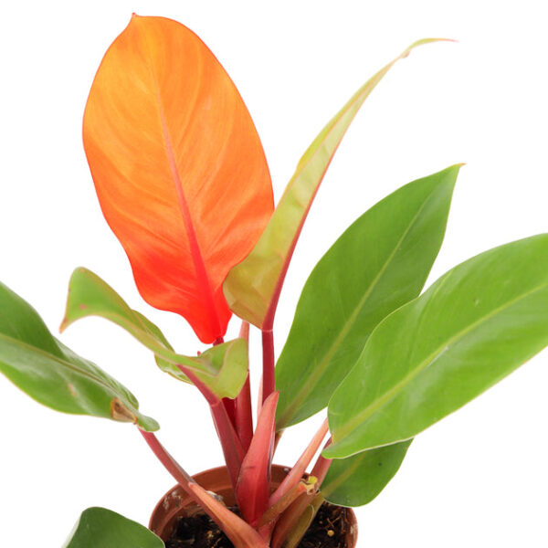 Philodendron Cherry Red - Image 7