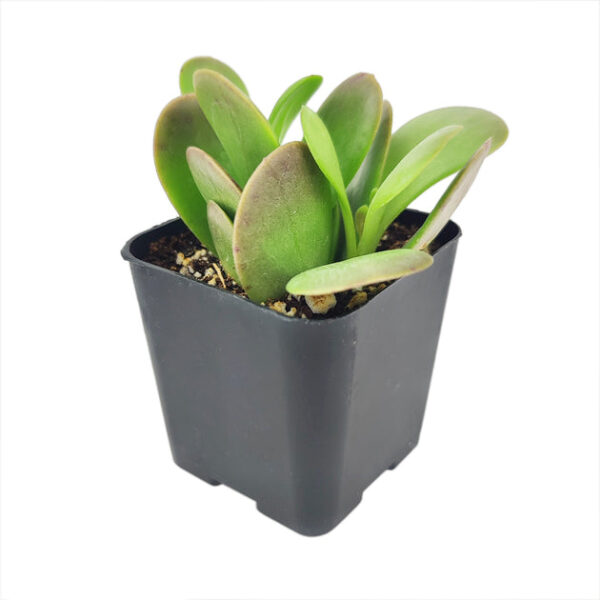 Trailing Jade Senecio Jacobsenii - Image 4