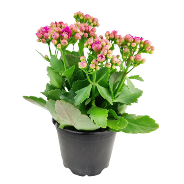 Kalanchoe blossfeldiana 'Calandiva Purple' - Image 2