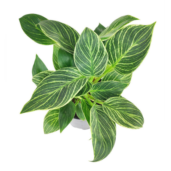 Philodendron Birkin - Image 5