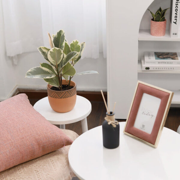 Ficus Elastica Ruby Pink - Image 5
