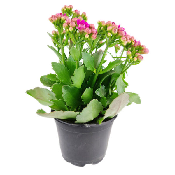 Kalanchoe blossfeldiana 'Calandiva Purple' - Image 5