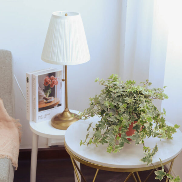 Golden English Ivy - Image 8