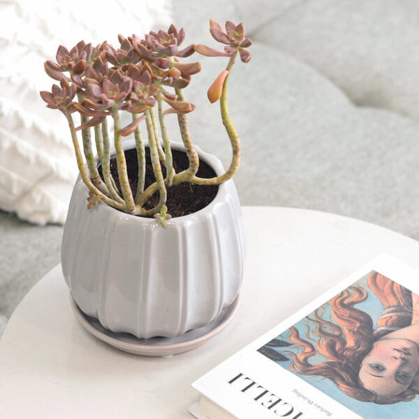 6 inch Grey Glazed Ceramic Contour Planter - Image 4