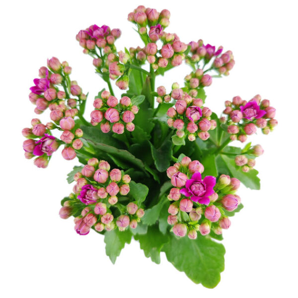 Kalanchoe blossfeldiana 'Calandiva Purple' - Image 4