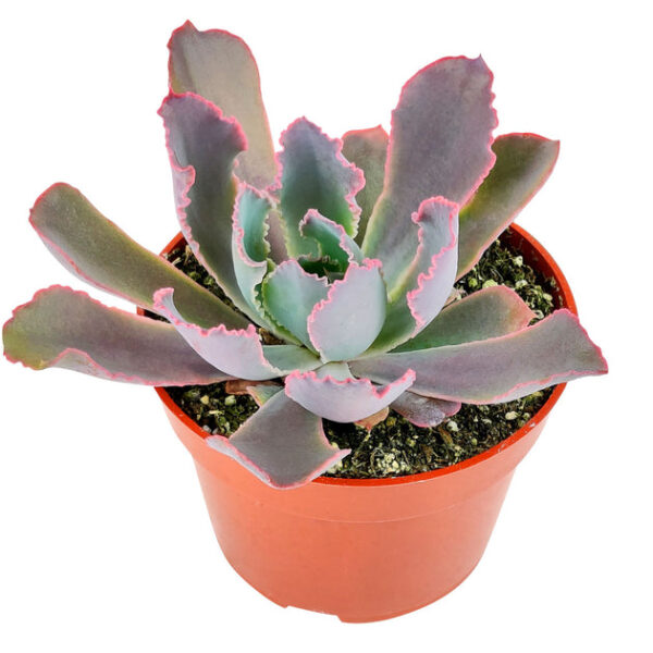 Echeveria Neon Breaker - Image 7
