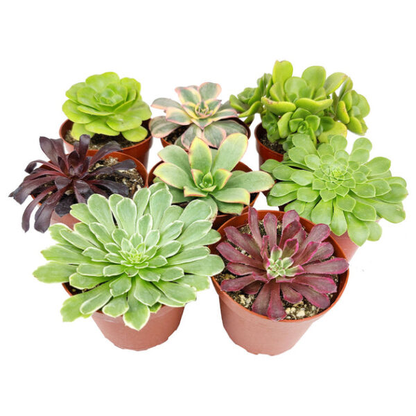 Aeonium Succulent Pack 4" - Image 3
