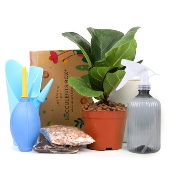 Houseplant Beginner Kit Gift Box - Image 8