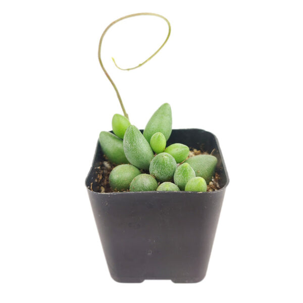 Adromischus Filicaulis ssp. Marlothii Crassula - Image 4