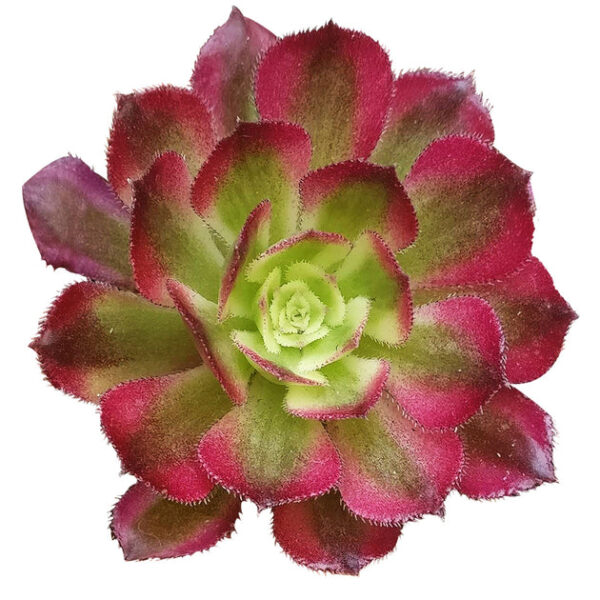 Aeonium Mardi Gras Rosettes - Image 3