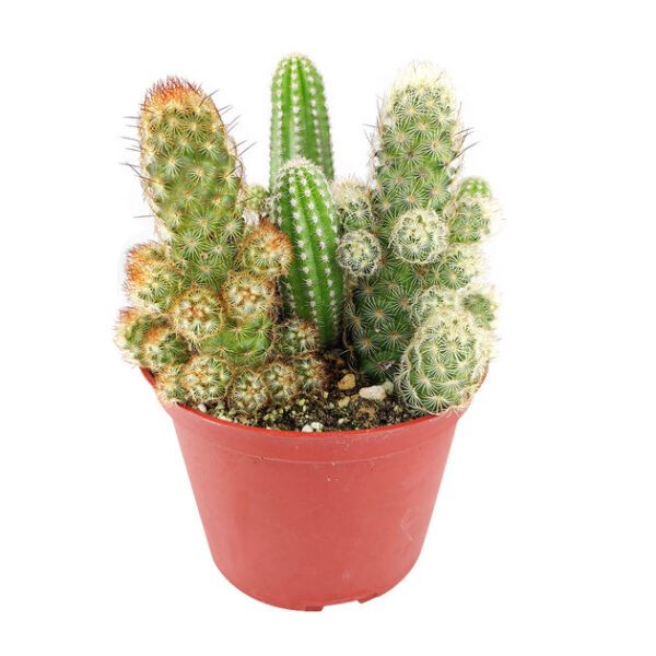 Cactus Garden Arrangement - Image 2