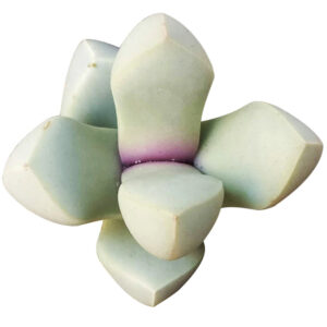 Karoo Rose Lapidaria margaretae Cactus