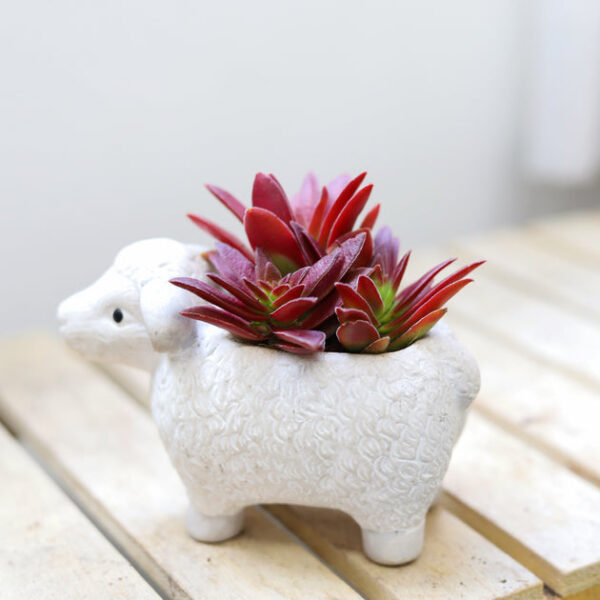 Crassula Red Pagoda Shark Tooth - Image 4
