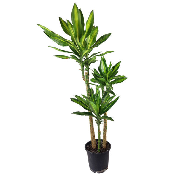 Dracaena Cintho - Image 6