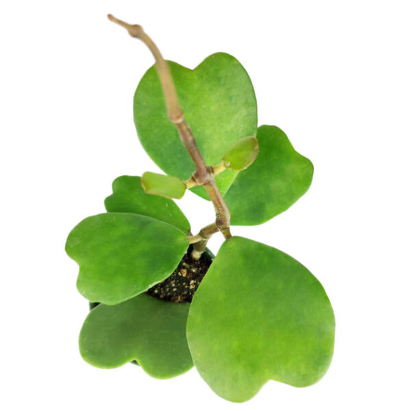 Trailing Hoya Kerrii Heart (At least 3+ leaves) - Image 6