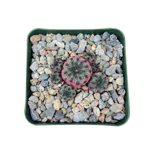 Sulcorebutia Rauschii Purple Cactus - Image 4