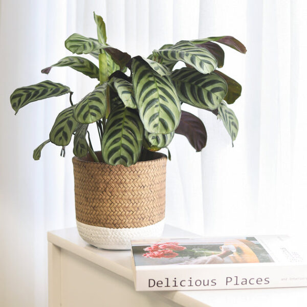 Calathea Burle Marx - Image 5