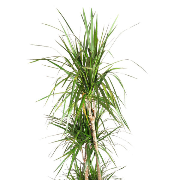 Large size Dracaena Marginata - Image 2
