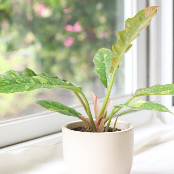 Philodendron Ring of Fire - Image 4