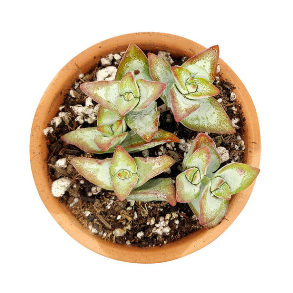 Crassula High Voltage - Image 4