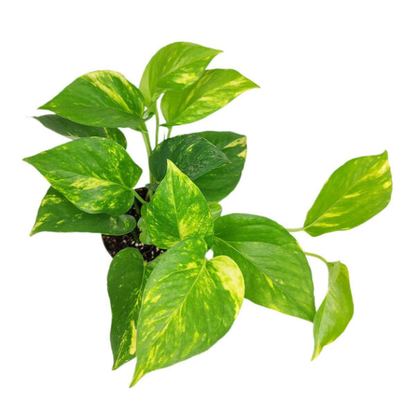 Golden Pothos - Image 4