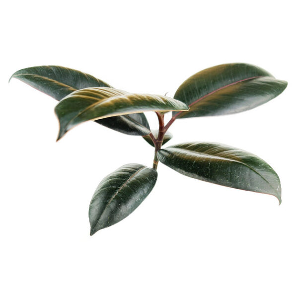 Burgundy Rubber Plant - Image 5