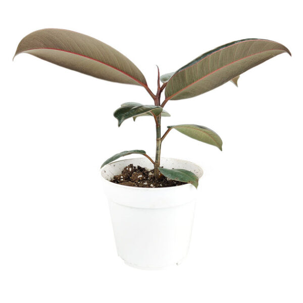 Burgundy Rubber Plant - Image 4