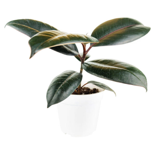 Burgundy Rubber Plant - Image 2