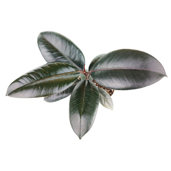 Burgundy Rubber Plant - Image 6