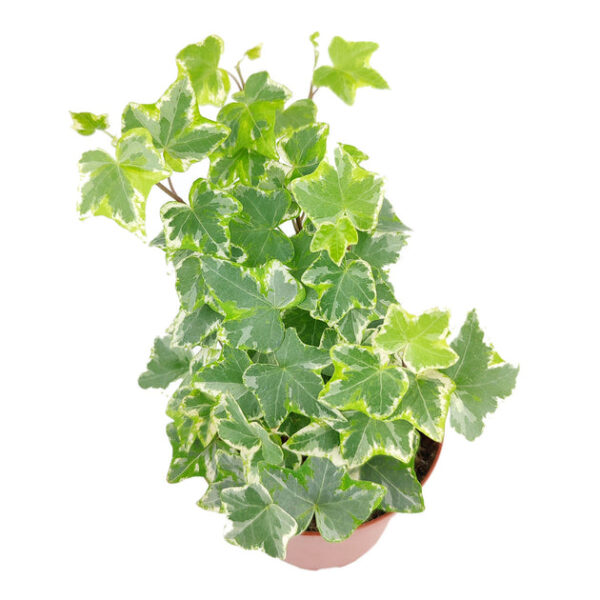 Golden English Ivy - Image 7
