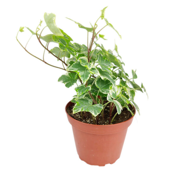 Golden English Ivy - Image 5