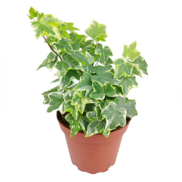 Golden English Ivy - Image 3