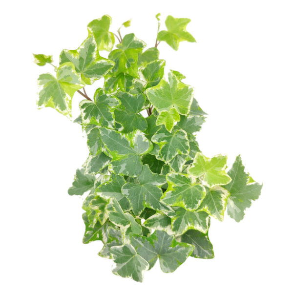 Golden English Ivy - Image 6